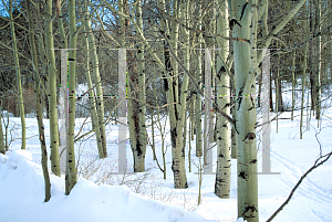 Picture of Populus tremuloides 