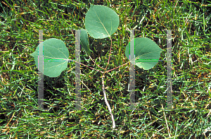 Picture of Populus tremuloides 