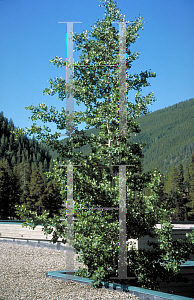 Picture of Populus tremuloides 