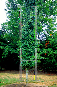Picture of Populus tremula 'Erecta'