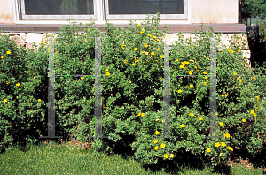 Picture of Potentilla fruticosa 