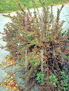 Picture of Potentilla fruticosa 