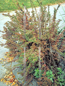 Picture of Potentilla fruticosa 