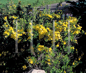 Picture of Potentilla fruticosa 