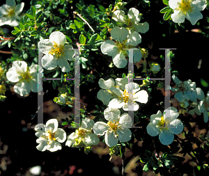 Picture of Potentilla fruticosa 'Abbottswood'