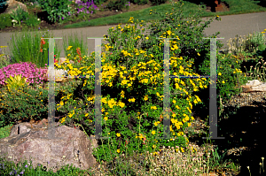 Picture of Potentilla fruticosa 'Gold Drop'