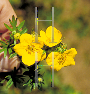 Picture of Potentilla fruticosa 'Goldfinger'