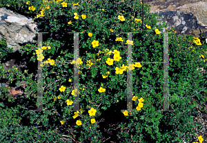 Picture of Potentilla fruticosa 'Sutter's Gold'