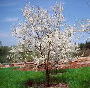 Picture of Prunus americana var. lanata 
