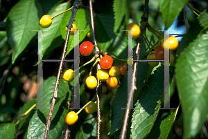 Picture of Prunus avium 
