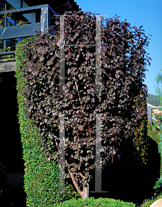 Picture of Prunus x 'Meriana'