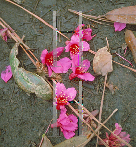 Picture of Prunus campanulata 