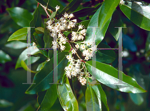 Picture of Prunus caroliniana 