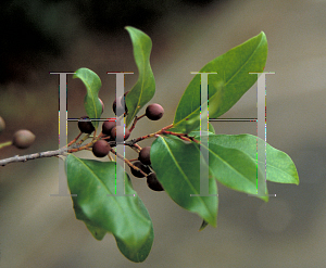 Picture of Prunus caroliniana 