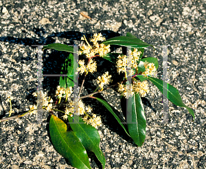 Picture of Prunus caroliniana 