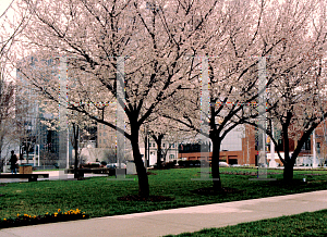 Picture of Prunus cerasifera 'Atropurpurea'