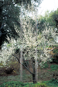 Picture of Prunus mume 