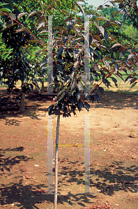 Picture of Prunus serrulata 'Royal Burgundy'