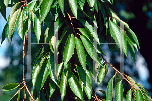 Picture of Prunus subhirtella 'Pendula'