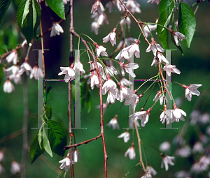 Picture of Prunus subhirtella 'Pendula'