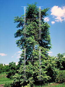 Picture of Pseudotsuga menziesii 'Marshall'