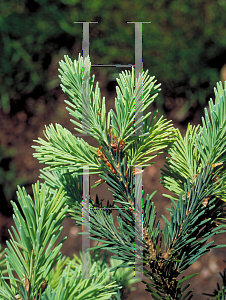 Picture of Pseudotsuga menziesii 'Marshall'