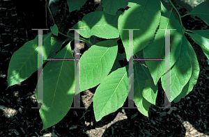 Picture of Pterostyrax hispida 