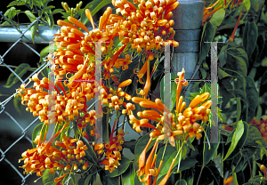 Picture of Pyrostegia venusta 