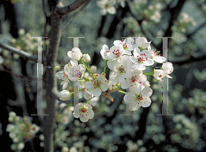 Picture of Pyrus calleryana 'Bradford'