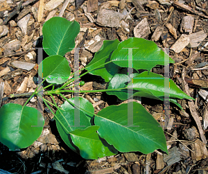 Picture of Pyrus calleryana 'Pizzaz'