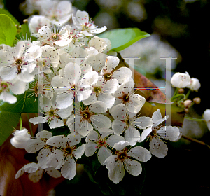 Picture of Pyrus kawakamii 