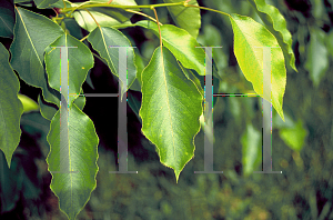 Picture of Pyrus ussuriensis 