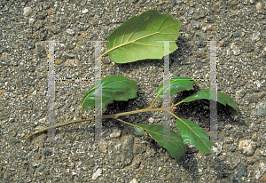 Picture of Quercus agrifolia 