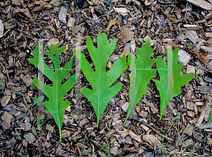 Picture of Quercus alba 