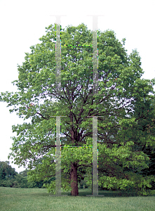 Picture of Quercus alba 
