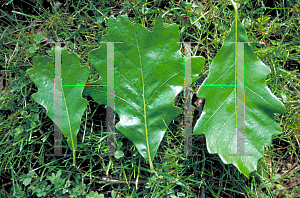 Picture of Quercus bicolor 