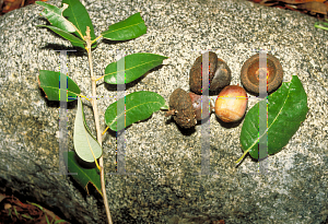 Picture of Quercus chrysolepis 