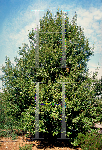 Picture of Quercus chrysolepis 