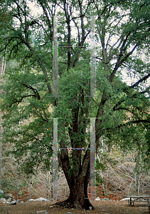 Picture of Quercus chrysolepis 