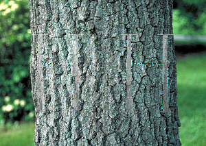 Picture of Quercus coccinea 