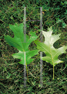 Picture of Quercus coccinea 