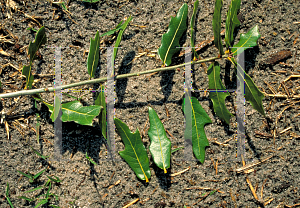 Picture of Quercus hemisphaerica 