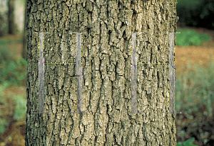 Picture of Quercus lobata 