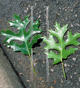 Picture of Quercus palustris 