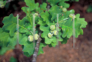 Picture of Quercus robur 