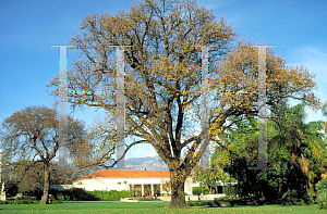 Picture of Quercus robur 