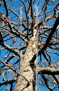 Picture of Quercus stellata 