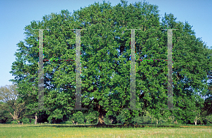 Picture of Quercus virginiana 