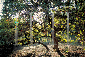 Picture of Quercus dumosa 