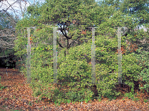 Picture of Quercus dumosa 